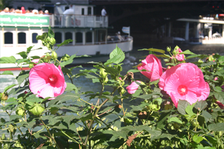 JRA_Chicago Riverwalk State to LaSalle_Tour Boat and Hibiscus